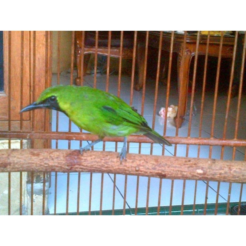 C.IJO MINI JANTAN MULUS RAWATAN