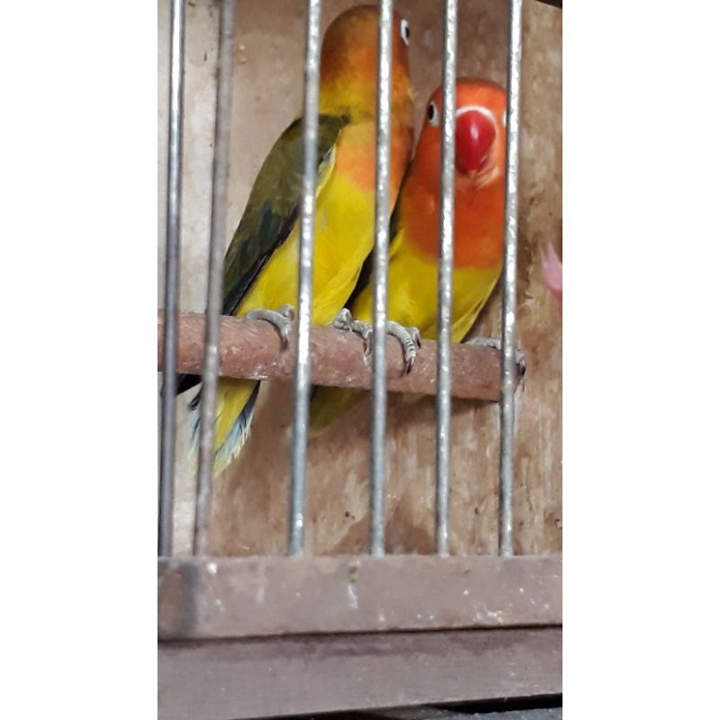 burung lovebird ewing split sepasang