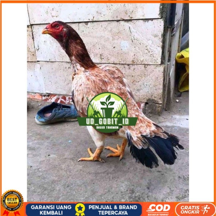 telur ayam aseel madras original berkualitas UD_GOBIT_ID