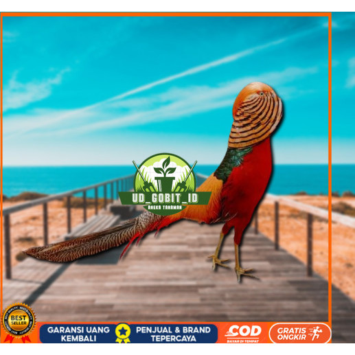

telur ayam golden pheasant asli untuk di tetaskan UD_GOBIT_ID