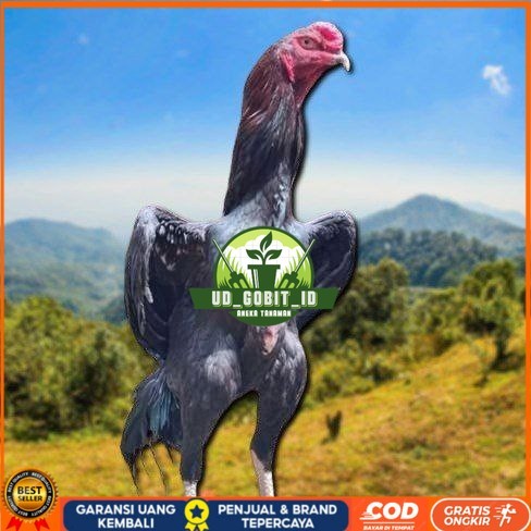 

telur tetas ayam shamo merah UD_GOBIT_ID
