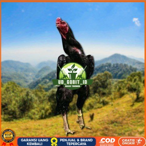 

telur ayam cos shamo ori bisa untuk di tetaskan UD_GOBIT_ID