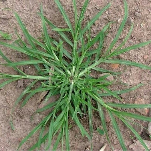 

Rumput Belulang segar - Jampang fresh A.S