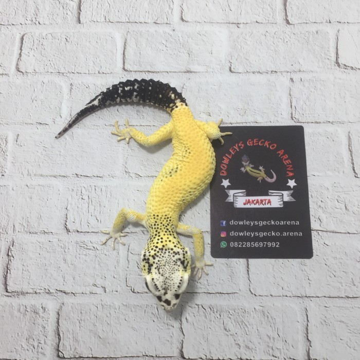 Leopard Gecko (LEMON FROST)