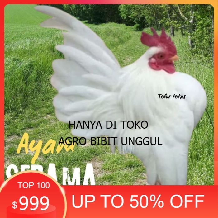 

telur ayam Serama kontes asli bisa untuk di tetaskan original berkualitas agro.bibit.unggul
