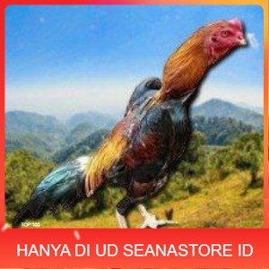 

telur ayam shamo eropa ori bisa untuk di tetaskan super garansi UD SEANASTORE ID