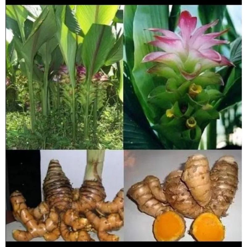 

TEMULAWAK FRESS 1 KG TEMU LAWAK SEGAR 1000 GRAM RESY LANGSUNG KIRIM ,
