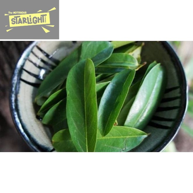 

Daun Sirsak Segar - Non Pestisida / Soursop Leaf