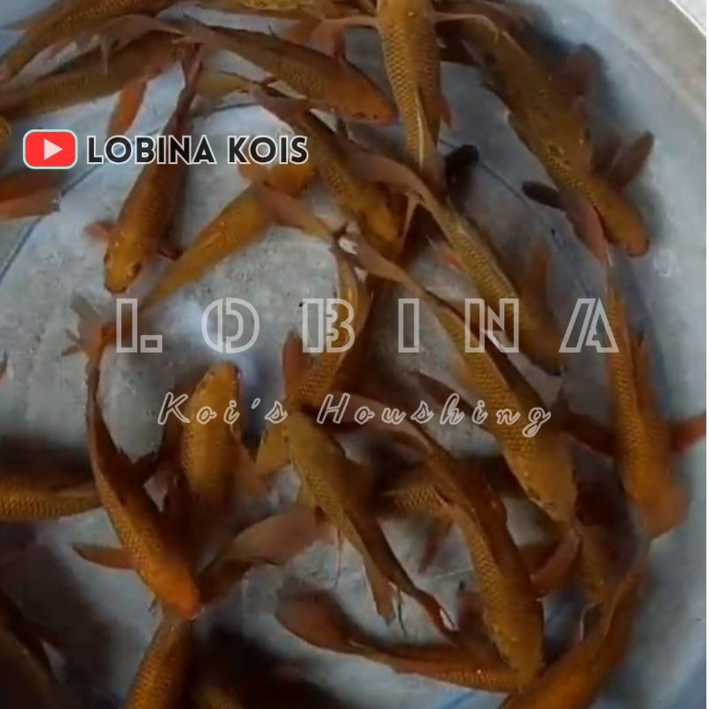 Ikan Koi Blitar Jenis Kumpay Chagoi Tembaga/ Lobina