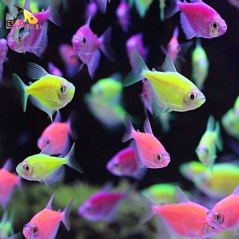 pakan / ikan glofish size 4-5cm paket ISI 10
