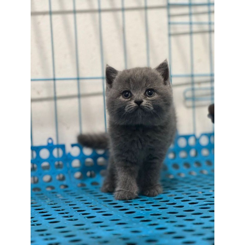 Kucing British Shorthair Blue Solid