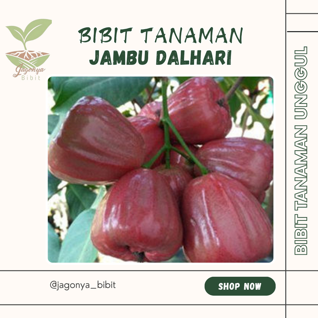 

JAMBU AIR DALHARI