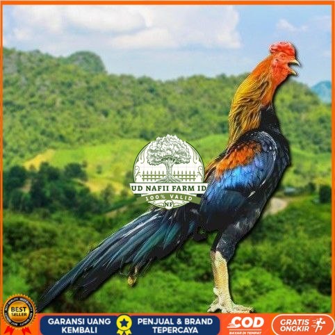 

telur ayam ekor lidi original bisa untuk di tetaskan UD NAFII FARM ID