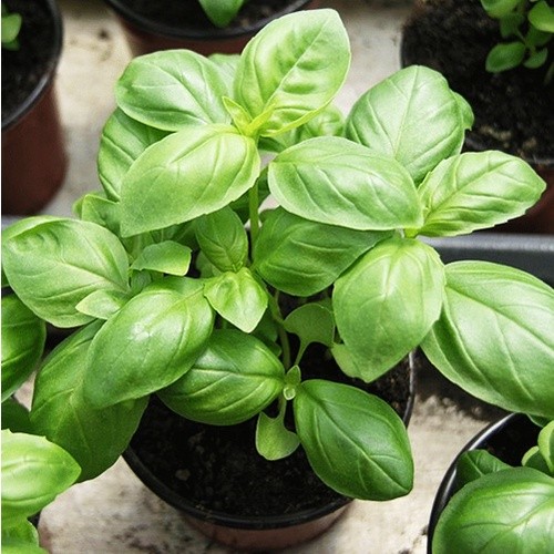 Tanaman Herbal Sweet Basil - Tanaman Rempah Italian Basil - Tanaman Daun Basil