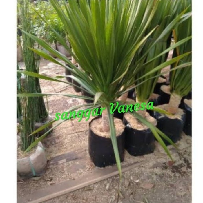 TANAMAN HIAS PANDAN BALI+POT TAWON