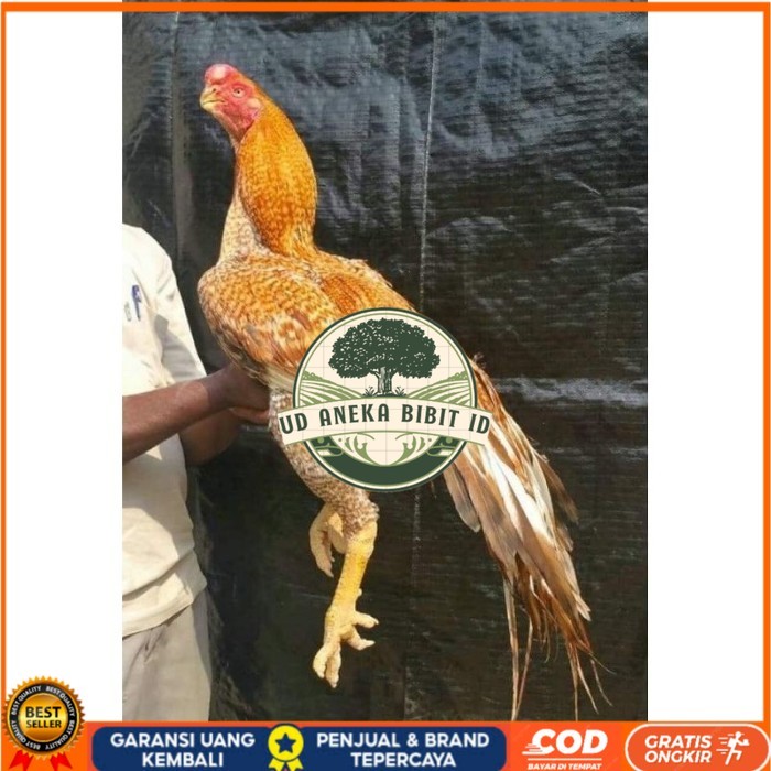 

TELUR PHAKOY MURAH FRESH FERTIL original berkualitas UD ANEKA BIBIT ID