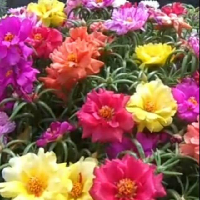 Krokot Tumpuk Warna-Warni Bunga Cantik Menjalar