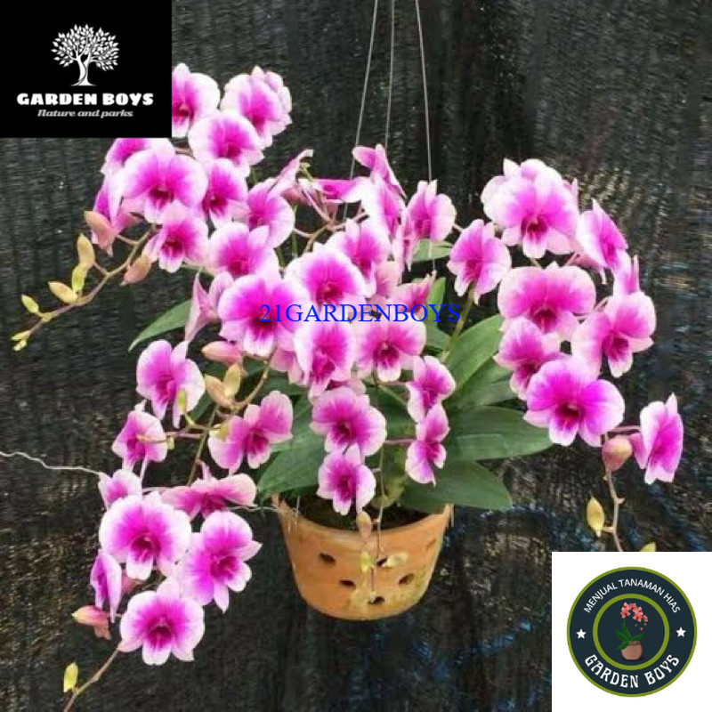 (TERMURAH) dendrobium yaya compactum .