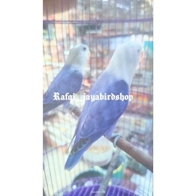 burung lovebird PB biola violet sepasang