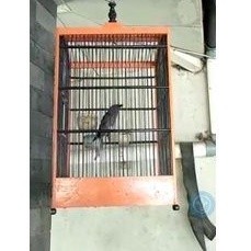 burung srigunting abu abu gacoran