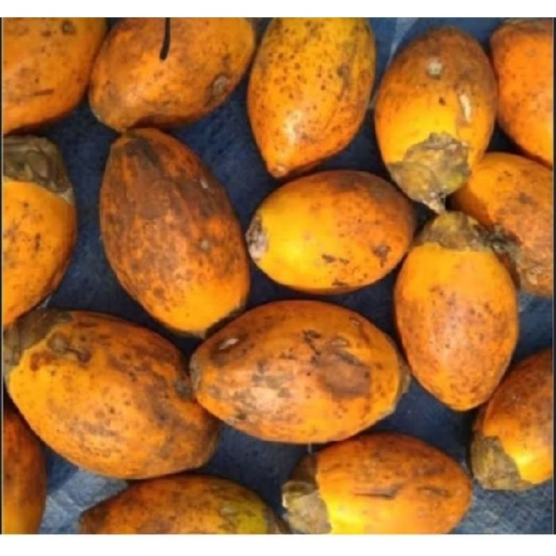 

Buah pinang tua jambe 1kg bersih gelotokan