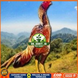 

telur tetas ayam shamo super jumbo super garansi UD_GOBIT_ID