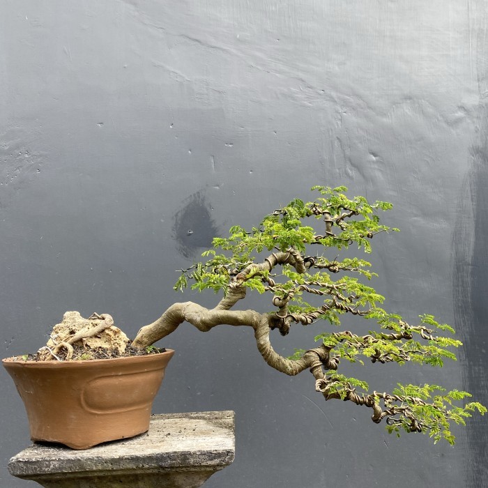 Bonsai brazilian rain tree ,on the rock. Siap pajang