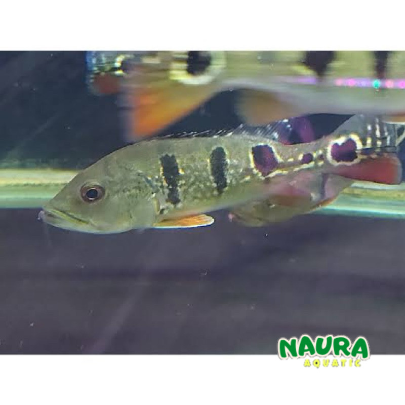 pbass brocopondo peacock bas 7-9 cm brokopondo