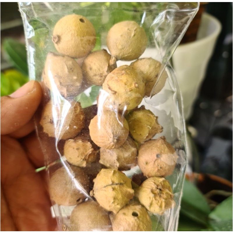 

100GR Buah Manjakani / Buah Majaan / Buah Majakani Kualitas Bagus