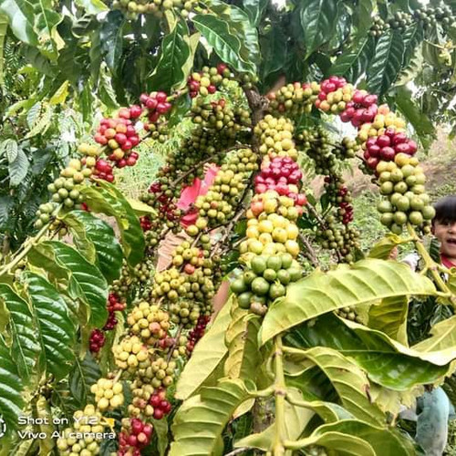 Bibit Tanaman Kopi Robusta Unggul Siap Tanam