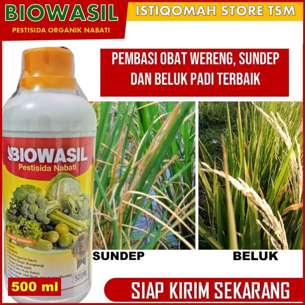 Insektisida BIOWASIL 500 ML obat Hama Wereng Sundep Beluk untuk tanaman padi - Pestisida Padi Terbai