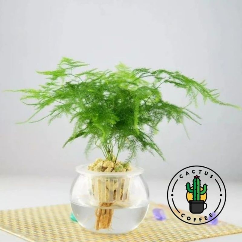Tanaman Hias Pakis Asparagus - Tanaman Bisa Hidup Di Ari - Tanaman Hidup Pakis Asparagus