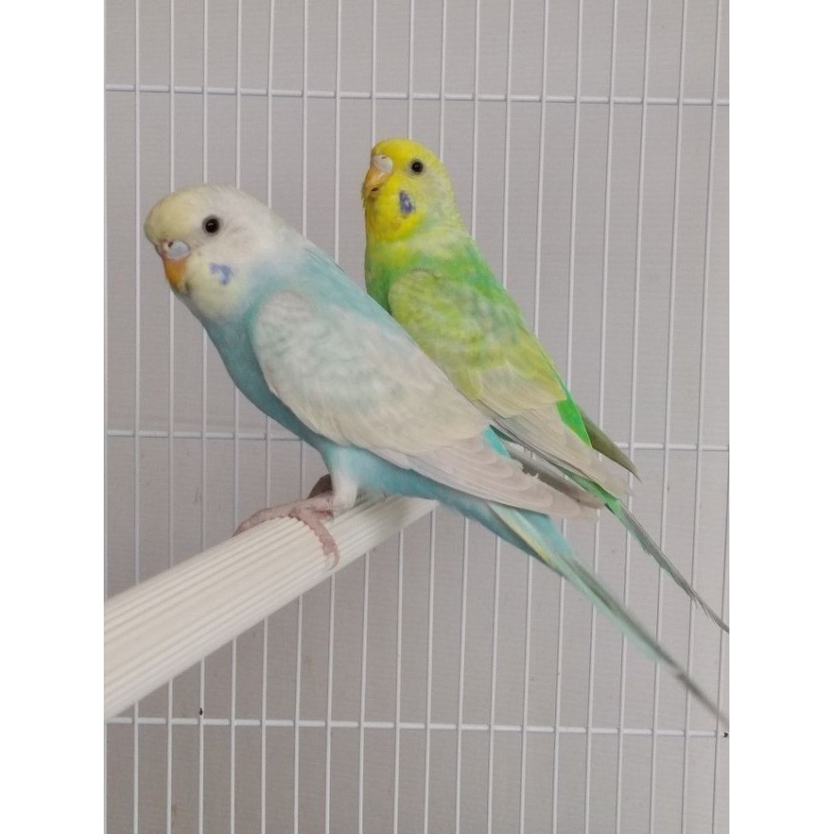 Burung Parkit Lokal Warna Mutasi Sepasang