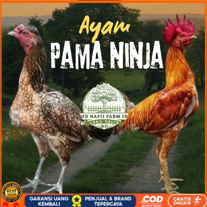 telur ayam Pama ninja original petarung bisa untuk di tetaskan berkualitas ori UD NAFII FARM ID