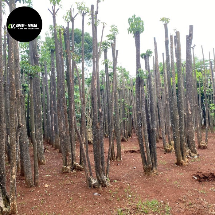 Pohon Pule Gruping Batang Besar Tanaman Hias Pohon Pule Gruping Batang Besar Pohon Pelindung Pule Gr