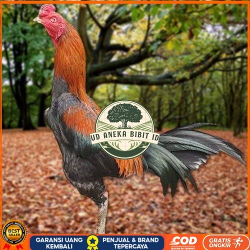 Telur Ayam Pakhoy White King Vertil Siap Di Tetaskan Jaminan Super Oiginal Bergaransi ori UD ANEKA B