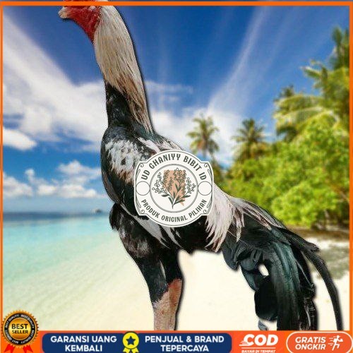 

telur ayam bangkok original bisa untuk di tetaskanvertil UD GHANIYY BIBIT ID