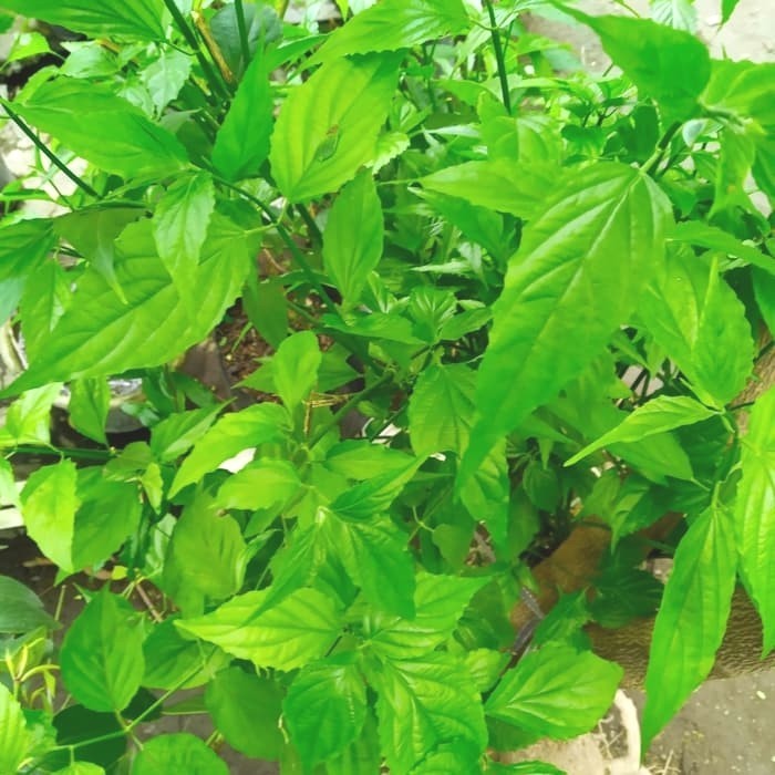 

HERBAL Daun kalingsir /belalai gajah 250gr