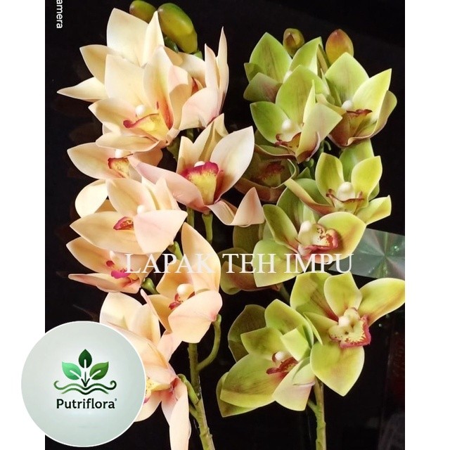 ( PROMO ) Bunga Anggrek cymbidium - Bunga anggrek -Bunga hias anggrek - Tanaman Hias Hidup - Bunga H