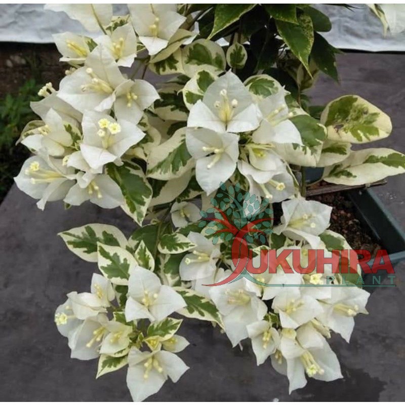 Bugenvil varigata bunga putih
