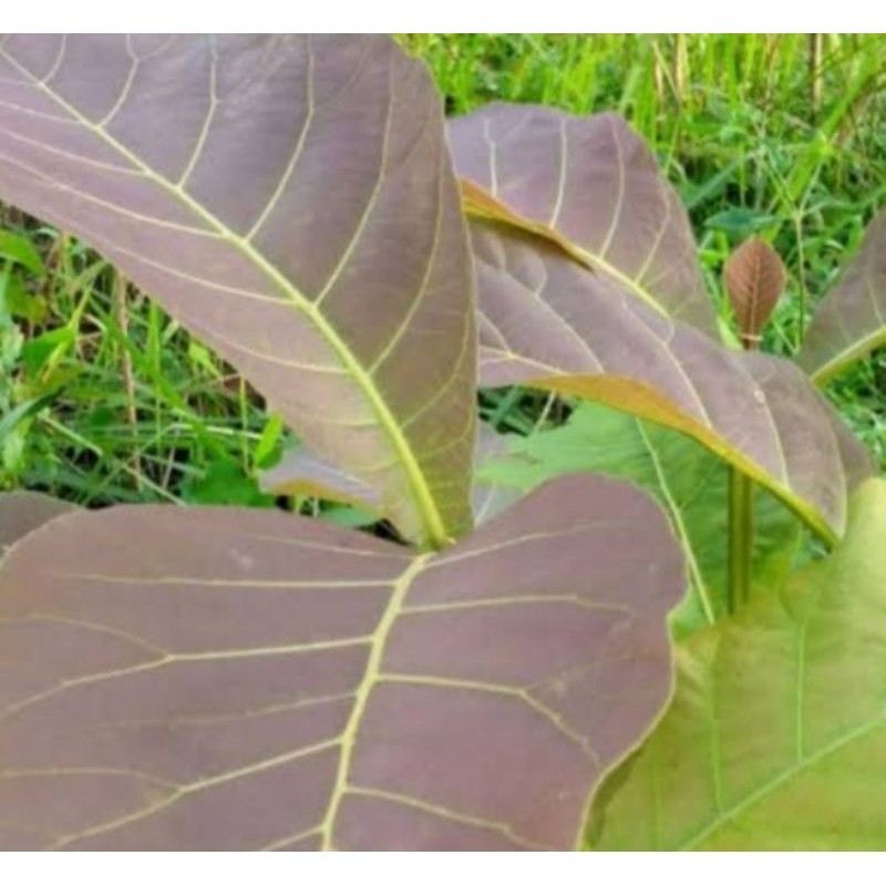

Daun Pucuk Jati / Daun Pupus Jati Pewarna Alami Segar 500g