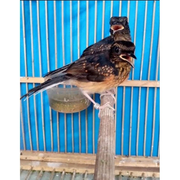 MURAI MEDAN ANAKAN SEPASANG