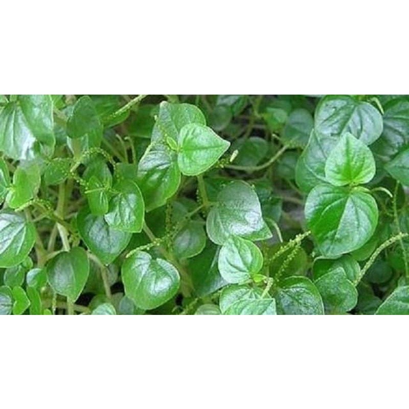 

Daun Sirih Cina Segar Termurah 250 Gram