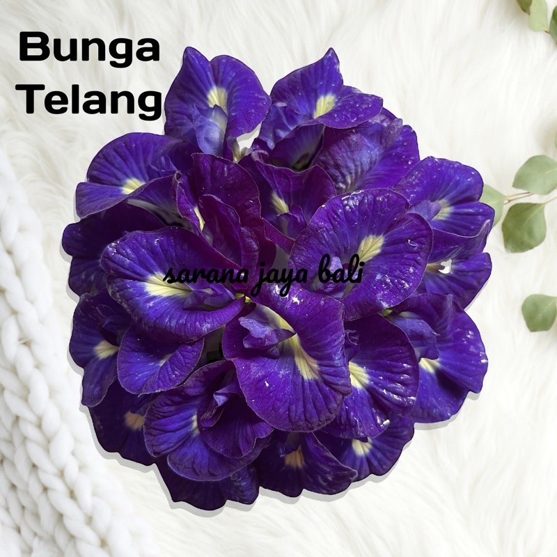 Bunga Telang / Butterfly Pea Flower | bibit bunga telang | bibit pohon bunga telang