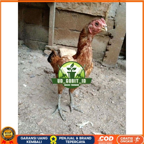 

Asel Beak Parrot terlur terlaris original berkualitas UD_GOBIT_ID