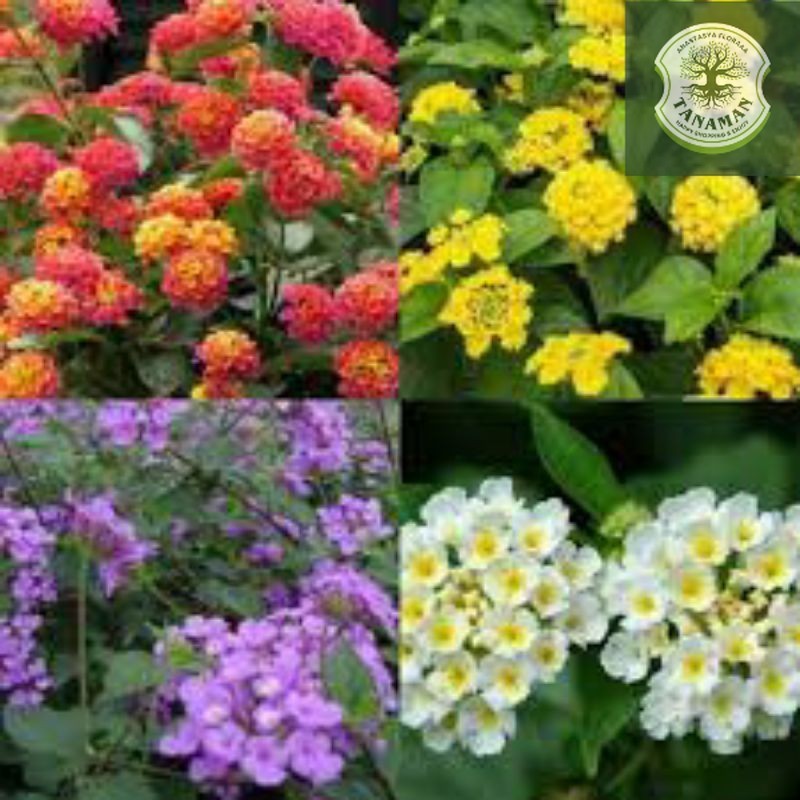 (MURAH BISA COD) paket lantana mikro 4 warna(kuning,ungu,putih,orange)