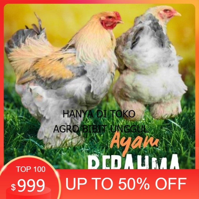 

telur ayam hias Berahma untuk di tetaskan original berkualitas agro.bibit.unggul