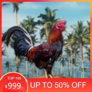 

telur ayam philipin asli AK47 bisa untuk di tetaskan jumbo agro.bibit.unggul