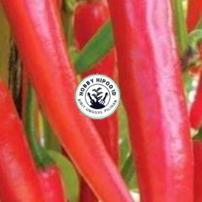 bibit cabai besar super Hobby Hipoo ID