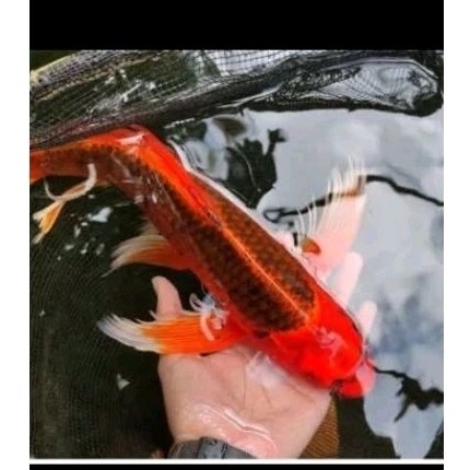 ikan koi aka matsuba kumpay size 25 cm up